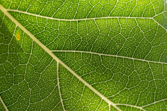 Macro close-up of a green leaf texture with intricate vein patterns