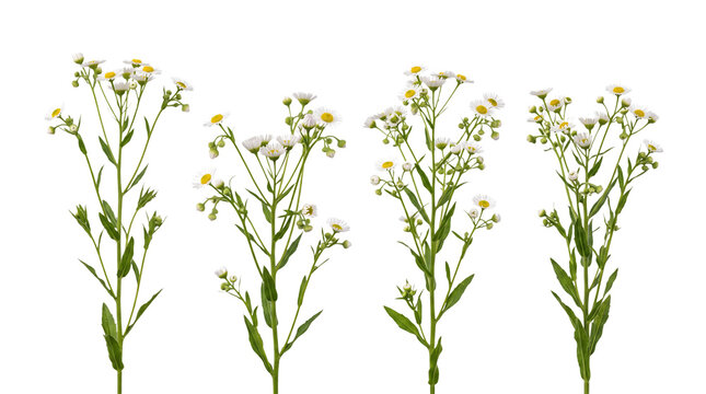 Four vibrant stems of delicate white erigeron wildflowers featuring yellow centers and green foliage isolated on transparent background