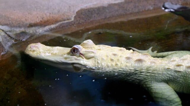 Albino American alligator (Alligator mississippiensis) exhibiting a rare genetic mutation characterized by the complete absence of melanin pigmentation