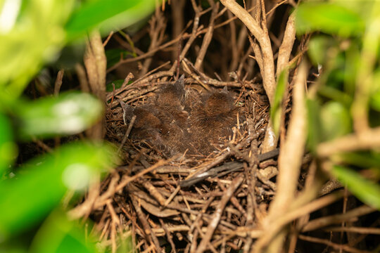 Brown thrasher (Toxostoma rufum) young's in nest . The young leave the nest very quickly, 9 to 13 days after hatching