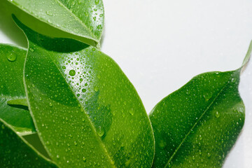 Green leaves covered with fresh water drops on white surface, providing nature and freshness © colnihko