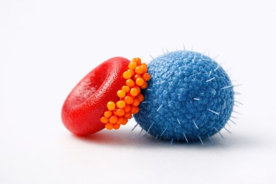 Microscopic view of a biconcave red blood cell interacting with a spiky virus pathogen during an immune response