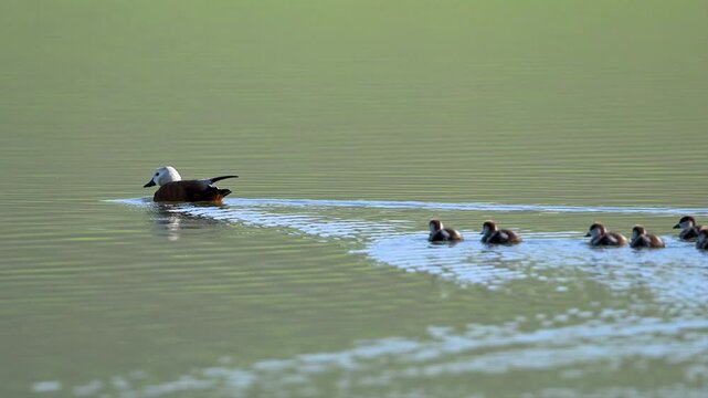 Ruddy shelduck family swimming with ducklings on a lake