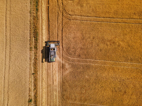 A field full of ears of grain, wheat, barley, or rye being harvested by a combine harvester. Harvest time.