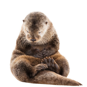 Sea otter sitting and grooming itself as cut out PNG