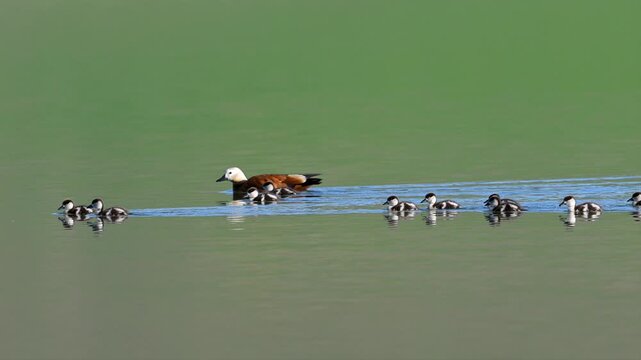 Ruddy shelduck family swimming with ducklings on a lake