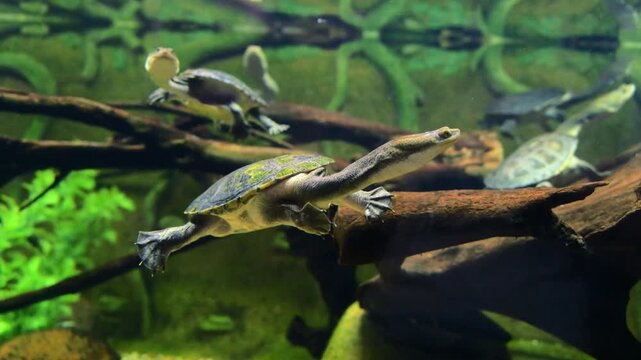 Australian snake necked turtles (genus Chelodina) are freshwater reptiles distinguished by their exceptionally long and slender necks, which may sometimes exceed the length of the carapace