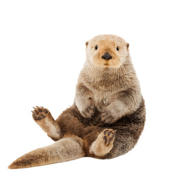 Cute sea otter sitting as transparent object