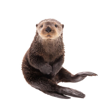 Young sea otter sitting upright on transparent background