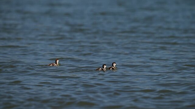 Baby ruddy shelduck chicks swimming on a lake