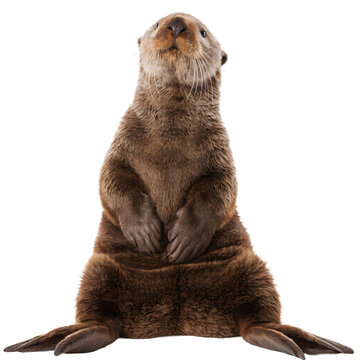 Sea otter standing upright looking up as transparent cutout
