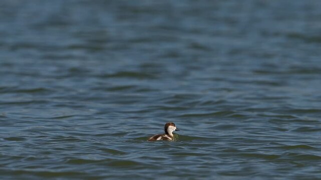 Baby ruddy shelduck chicks swimming on a lake