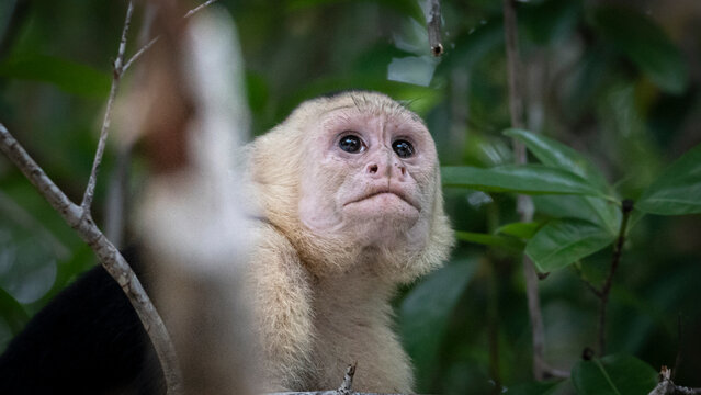 White headed capuchin monkey looking up in rainforest canopy, Costa Rica