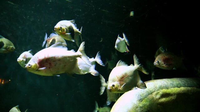 Redhook silver dollars (Myleus rubripinnis), tropical freshwater fishes commonly kept in aquariums.