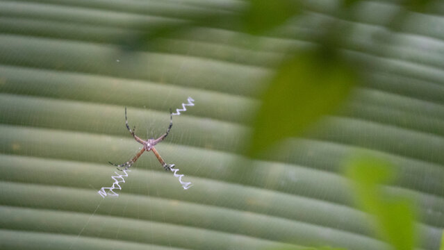 Spider weaving stabilimentum on web in rainforest habitat, Costa Rica