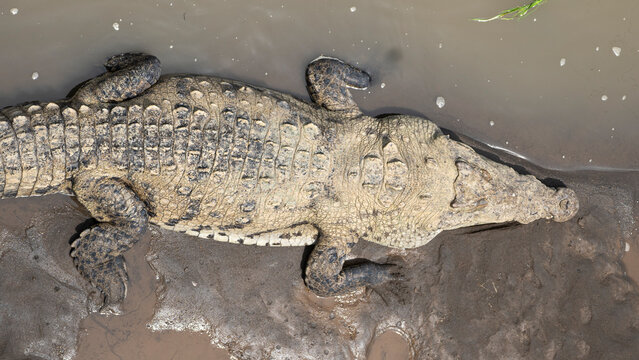 American crocodile resting in muddy water, wildlife conservation, Costa Rica