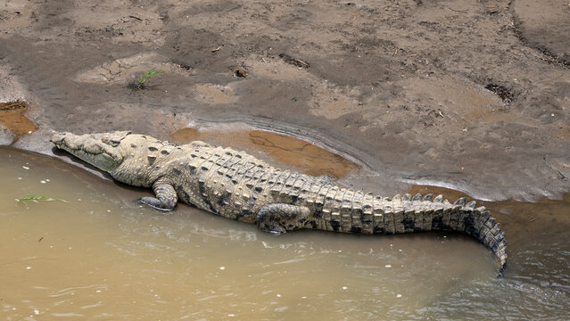 American crocodile resting partially submerged in muddy river, Costa Rica