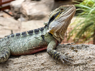 Obraz premium Water Dragon Lizard Resting On Rock Closeup