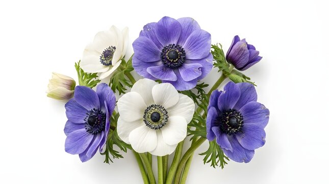 Purple and white anemone flowers isolated on white background