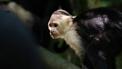 Capuchin monkey looking in amazon rainforest, Costa Rica © agó