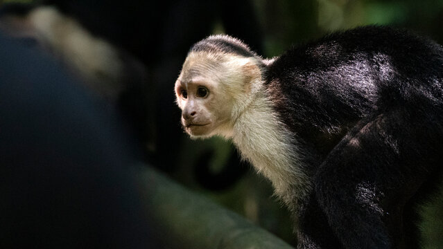 Capuchin monkey looking in amazon rainforest, Costa Rica