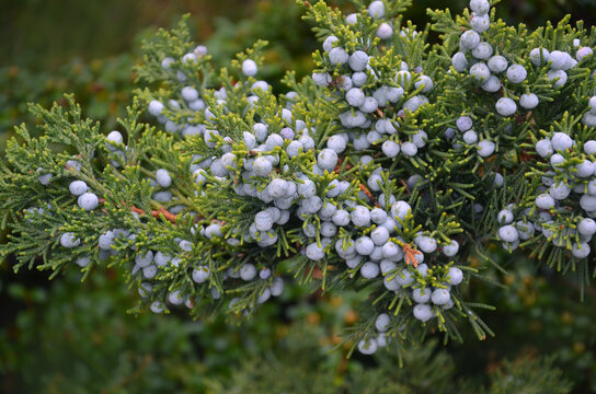 Closeup clusters of blue berries on a branch of the Juniperus virginiana also known as the Virginia cedar. Growing  juniper, ornamental conifer shrub.