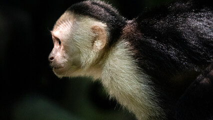 White headed capuchin monkey observing rainforest biodiversity conservation, Costa Rica © agó