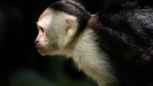 White headed capuchin monkey observing rainforest biodiversity conservation, Costa Rica