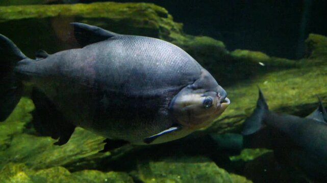 Tambaqui (Colossoma macropomum), also known as the black pacu, is a large freshwater fish species native to South America.