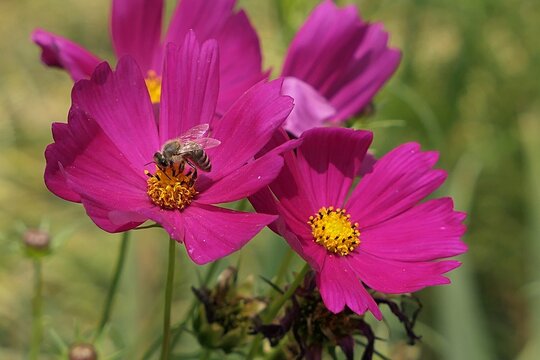 Pink to purple blossoming flowers of Kings Salad plant, also called Ulam Raja, latin name Cosmos Caudatus, sunbathing in summer daylight sunshine, western honey bee Apis Mellifera in flower center. 