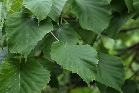 Oval papery leaves on branch tip of asian broadleaf tree Camptotheca acuminata, native to north Vietnam and southern China, used for production of chemoteraphy drugs as a source of camptothecin. 