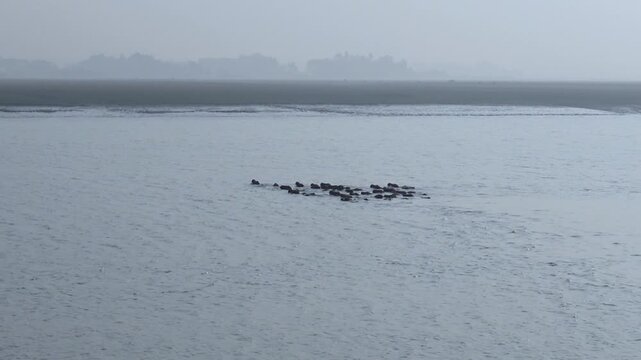 A herd of buffaloes swimming across a river the banks of a flooded river area of Char Kalatali Island in Bhola district of Barisal division.