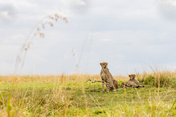 Two cheetahs resting beneath dramatic African skies © mktuteja