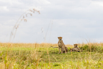 Two cheetahs resting beneath dramatic African skies © mktuteja