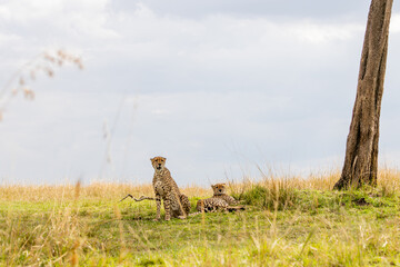 Two cheetahs resting beneath dramatic African skies © mktuteja