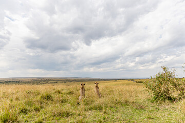 Two cheetahs resting beneath dramatic African skies © mktuteja