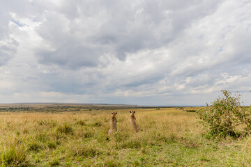 Two cheetahs resting beneath dramatic African skies © mktuteja