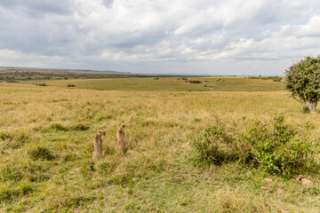 Two cheetahs resting beneath dramatic African skies © mktuteja