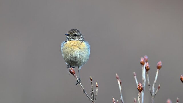 European stonechat perched on the tip of a branch