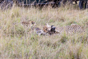 Two cheetahs feeding on antelope prey in Masai Mara © mktuteja