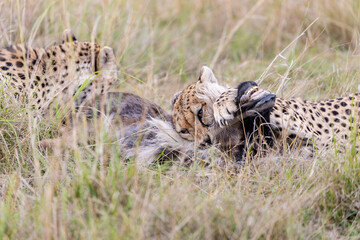 Two cheetahs feeding on antelope prey in Masai Mara © mktuteja