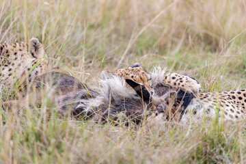 Two cheetahs feeding on antelope prey in Masai Mara © mktuteja