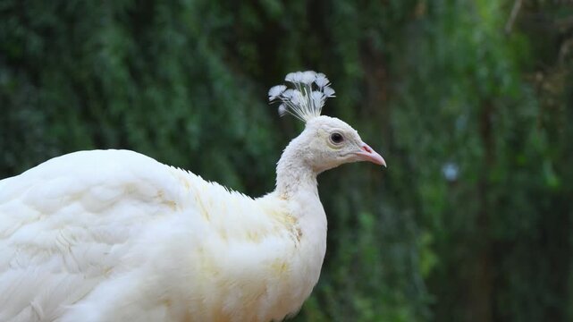 White peafowl, a rare color morph of the Indian peafowl (Pavo cristatus).
