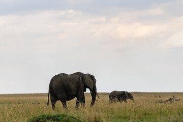 African elephants walking across Masai Mara grassland © mktuteja