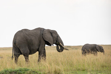 African elephants walking across Masai Mara grassland © mktuteja