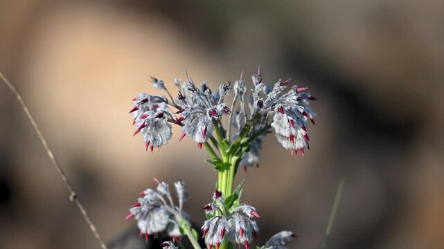 grey and red colores flower