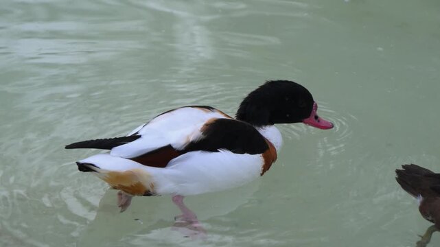 The common shelduck (Tadorna tadorna) swims in a lake while searching for food.
