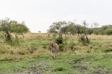 Blood stained cheetah walking after feeding © mktuteja