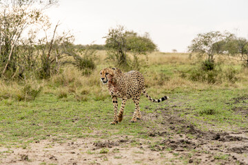 Blood stained cheetah walking after feeding © mktuteja