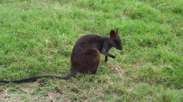 Swamp wallaby (Wallabia bicolor), a small marsupial mammal native to eastern Australia.
